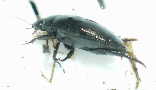 Ilybius da ID; no, Agabus bipustulatus